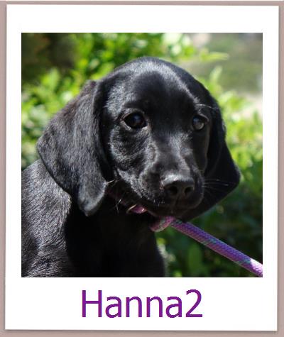 Hanna2 Tierschutz Zypern Hund prof