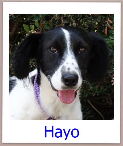 Hayo Tierschutz Zypern Hund prof