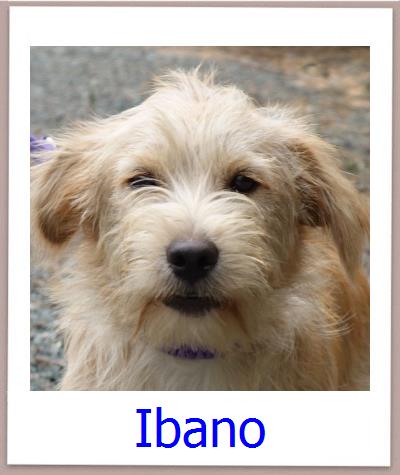 Ibano Tierschutz Zypern Hund prof