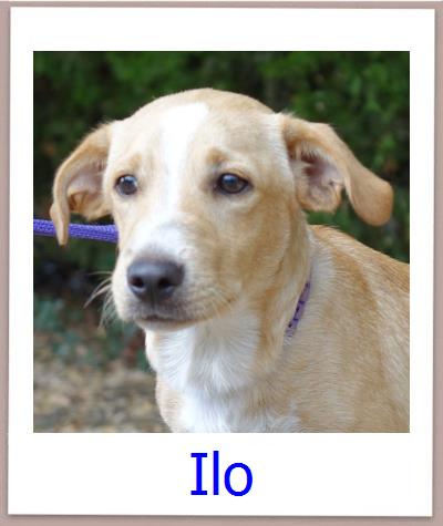 Ilo Tierschutz Zypern Hund prof