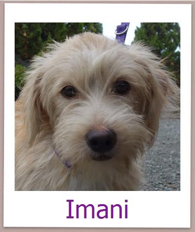 Imani Tierschutz Zypern Hund prof
