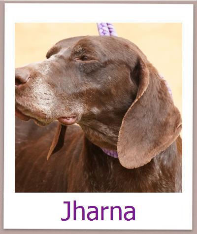 Jharna Tierschutz Zypern Hund prof