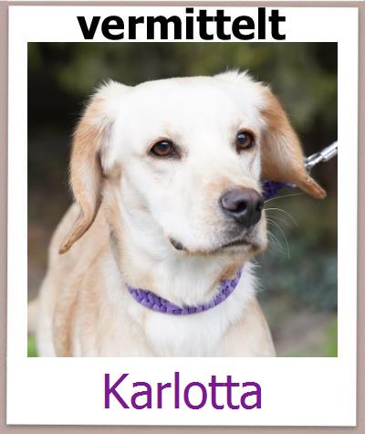 Karlotta Tierschutz Zypern Hund prof