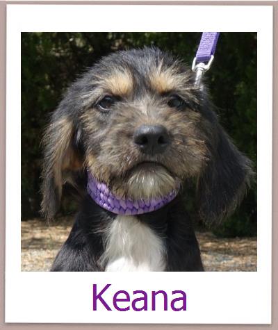 Keana Tierschutz Zypern Hund prof