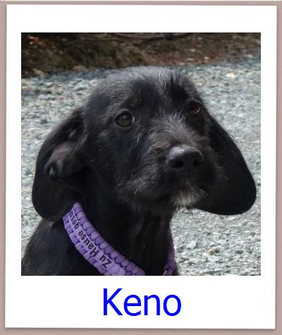 Keno Tierschutz Zypern Hund prof