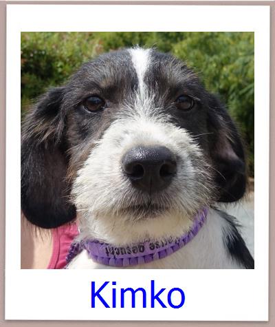 Kimko Tierschutz Zypern Hund prof