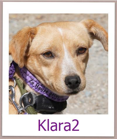 Klara2 Tierschutz Zypern Hund prof