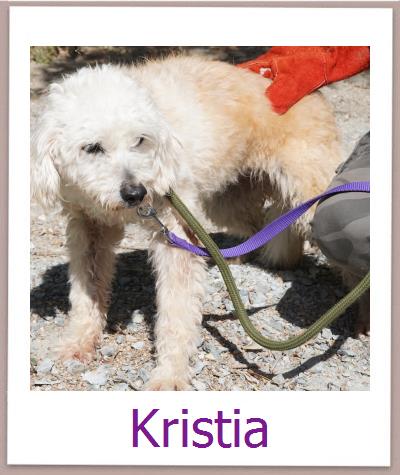 Kristia Tierschutz Zypern Hund prof