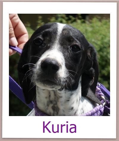 Kuria Tierschutz Zypern Hund prof