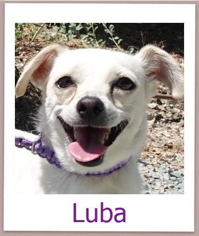 Luba Tierschutz Zypern Hund prof