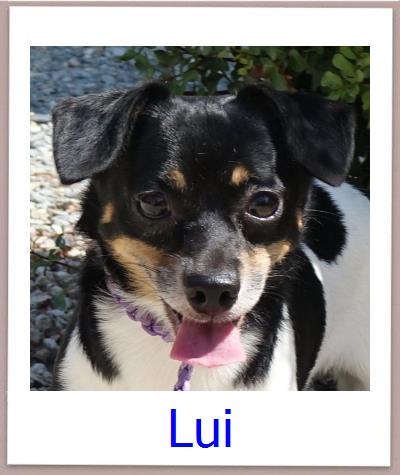 Lui Tierschutz Zypern Hund prof