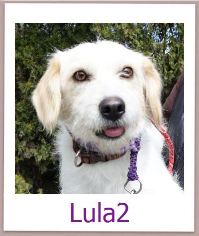 Lula2 Tierschutz Zypern Hund prof