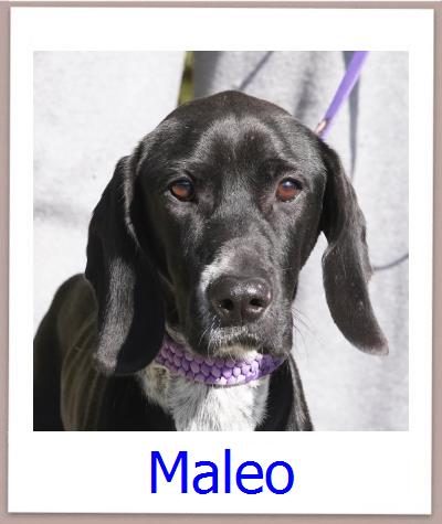 Maleo Tierschutz Zypern Hund prof