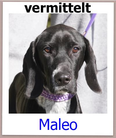 Maleo Tierschutz Zypern Hund prof