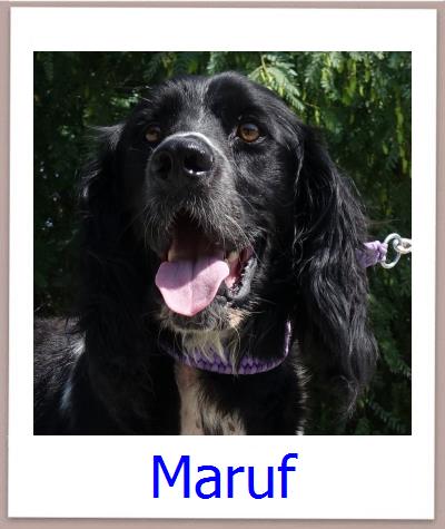 Maruf Tierschutz Zypern Hund prof