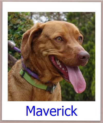 Maverick Tierschutz Zypern Hund prof