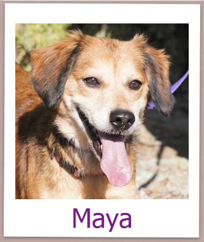 Maya Tierschutz Zypern Hund prof