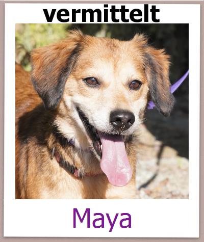 Maya Tierschutz Zypern Hund prof