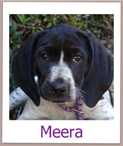 Meera Tierschutz Zypern Hund prof