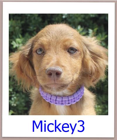 Mickey3 Tierschutz Zypern Hund prof