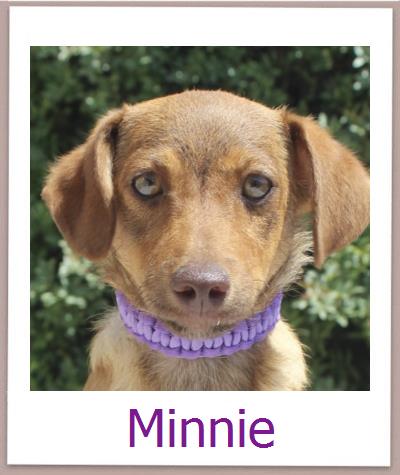 Minnie Tierschutz Zypern Hund prof