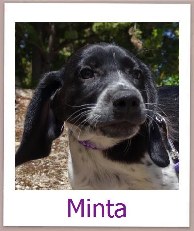 Minta Tierschutz Zypern Hund prof
