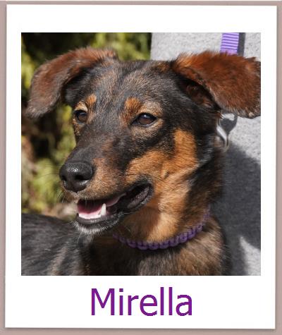 Mirella Tierschutz Zypern Hund prof