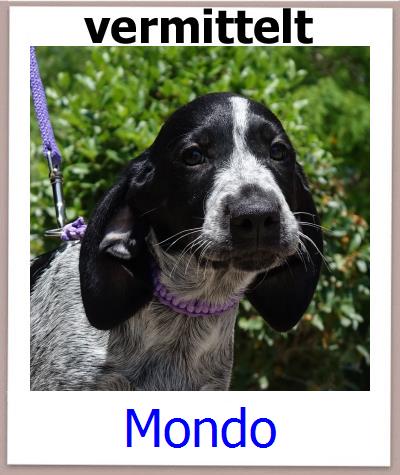 Mondo Tierschutz Zypern Hund prof