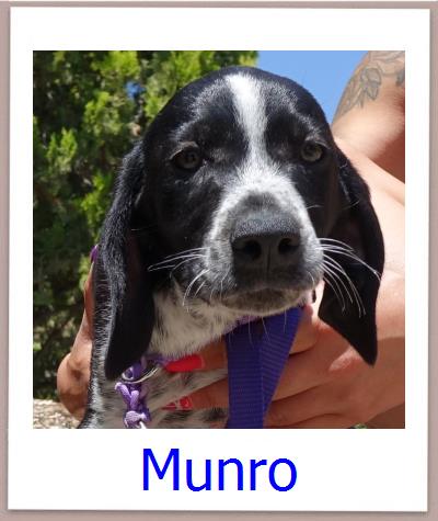 Munro Tierschutz Zypern Hund prof