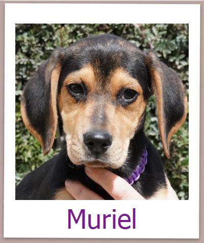 Muriel Tierschutz Zypern Hund prof