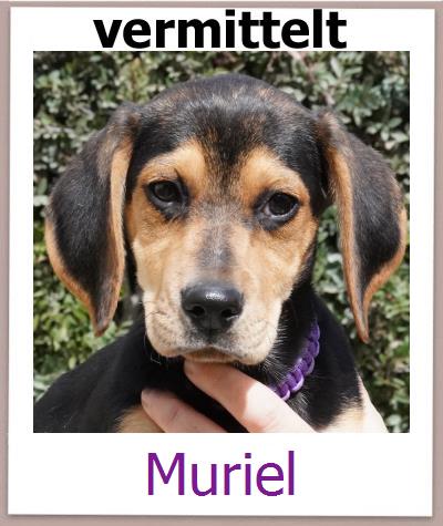 Muriel Tierschutz Zypern Hund prof