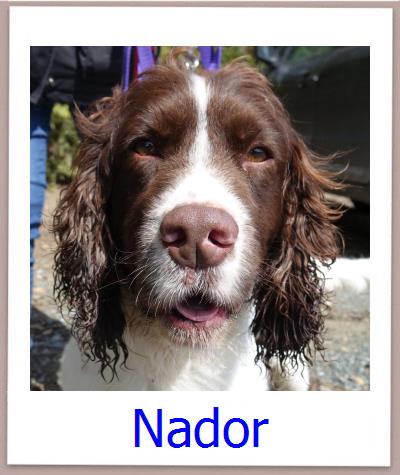 Nador Tierschutz Zypern Hund prof