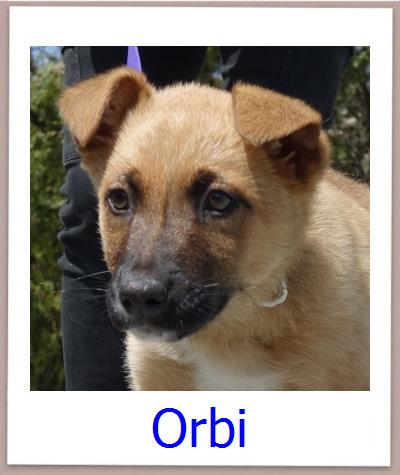 Orbi Tierschutz Zypern Hund prof