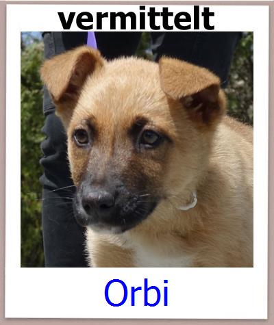 Orbi Tierschutz Zypern Hund prof