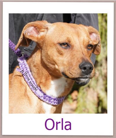 Orla Tierschutz Zypern Hund prof