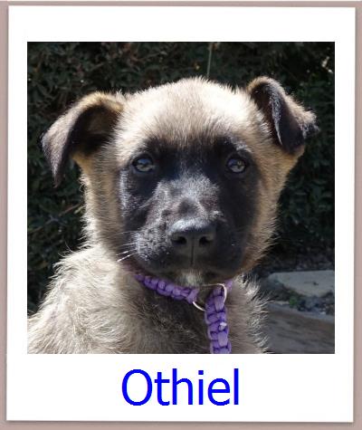 Othiel Tierschutz Zypern Hund prof