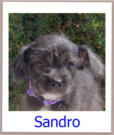 Sandro Tierschutz Zypern Hund prof