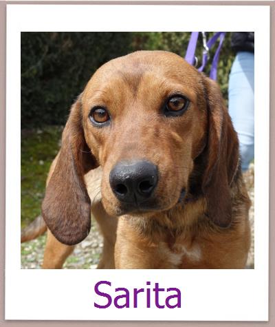 Sarita Tierschutz Zypern Hund prof