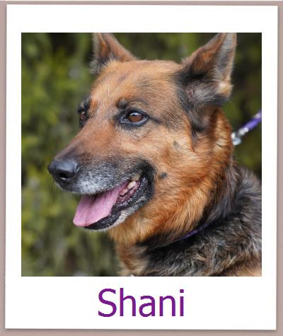 Shani Tierschutz Zypern Hund prof