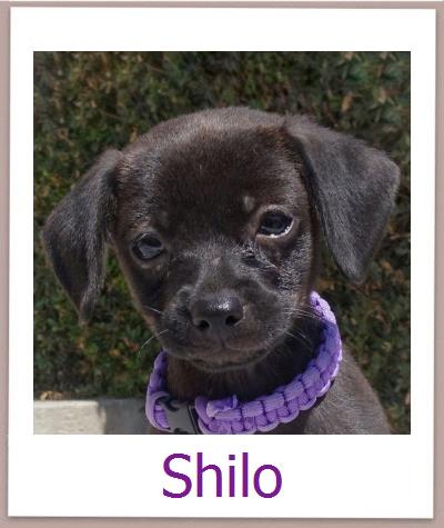 Shilo Tierschutz Zypern Hund prof