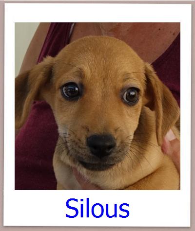 Silous Tierschutz Zypern Hund prof