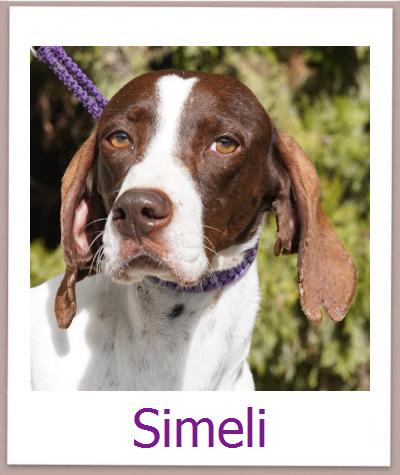 Simeli Tierschutz Zypern Hund prof