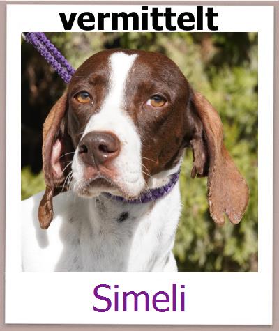 Simeli Tierschutz Zypern Hund prof