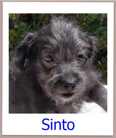 Sinto Tierschutz Zypern Hund prof
