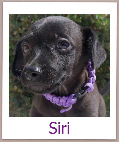 Siri Tierschutz Zypern Hund prof