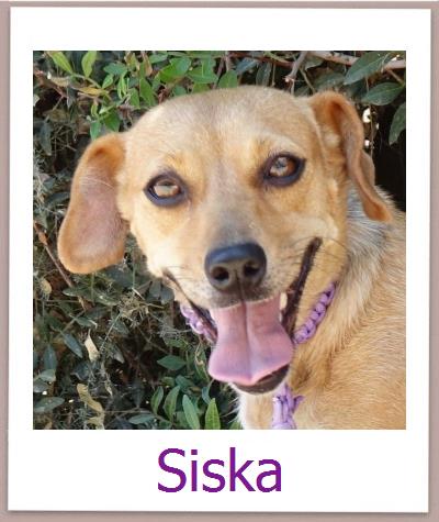 Siska Tierschutz Zypern Hund prof