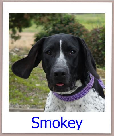 Smokey Tierschutz Zypern Hund prof