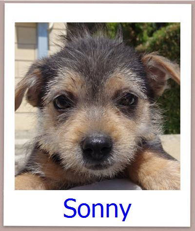 Sonny Tierschutz Zypern Hund prof