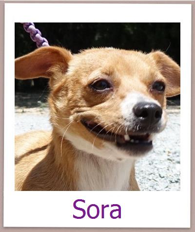 Sora Tierschutz Zypern Hund prof