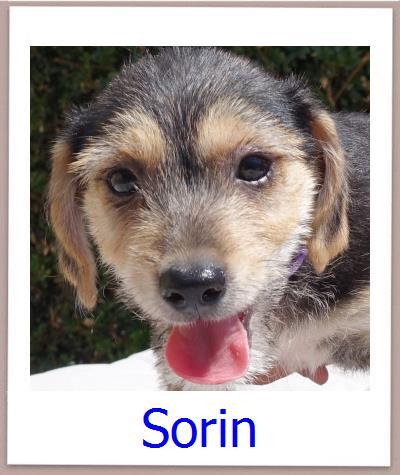 Sorin Tierschutz Zypern Hund prof